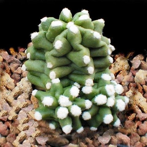 Echinocereus_triglochidiatus